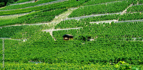Swiss wineyard