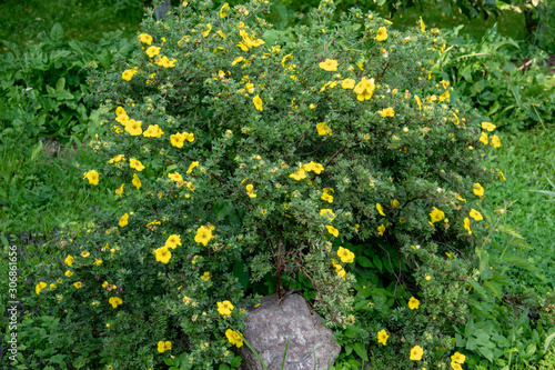 Fényképezés Potentilla fruticosa Goldstar Shrubby Cinquefoil in England