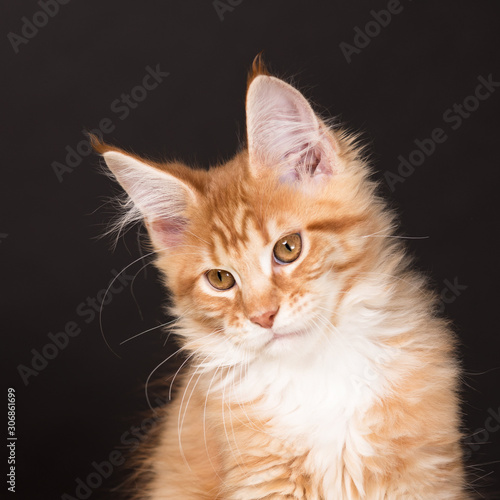 Bijwonen Vervuild Shetland Maine Coon kitten #306861699 - Canvas voor buiten