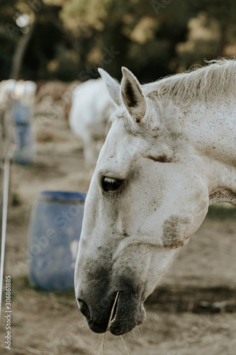 Close up of a beautiful horse in natural park of Migliarino San Rossore Massaciuccoli, Italy  photo