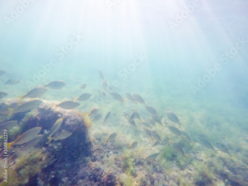Sarpa salpa fishes in sea © ANADEL