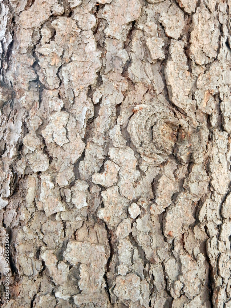 brown gray textured embossed tree bark background
