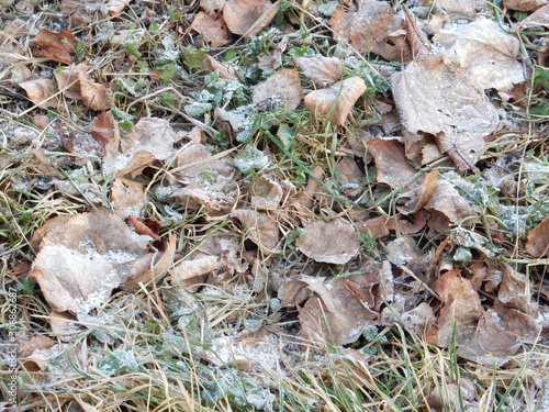 brown gray fallen leaves under the first snow