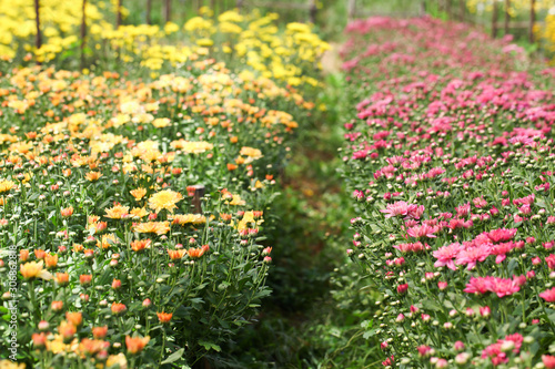 Chrysanthemum flower garden