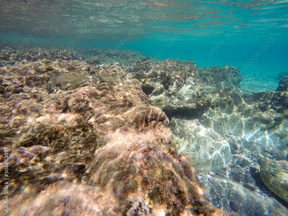 Underwater image in Cabo de Gata nature reserve in Almeria Andalusia Spain Underwater image in Cabo de Gata nature reserve in Almeria Andalusia Spain