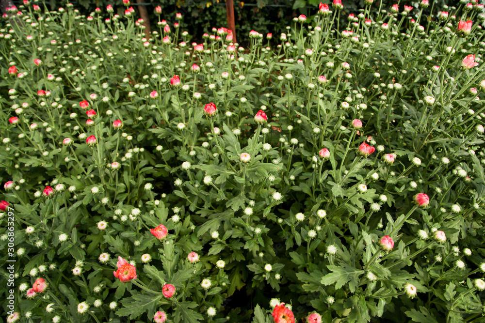 Chrysanthemum flower garden Chrysanthemum flower garden