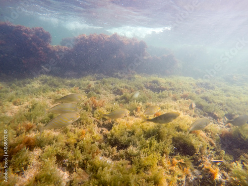 Underwater Las Rotas beach San Antonio cape in Denia Alicante Province Spain