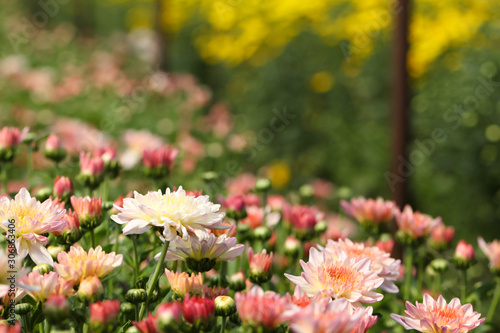 Beautiful blooming chrysanthemum flower in garden © kwanbenz