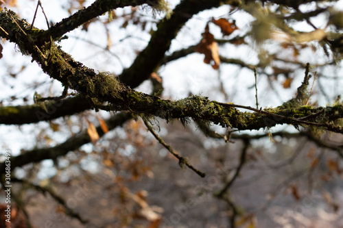 Green hairy moss on tree branch © David