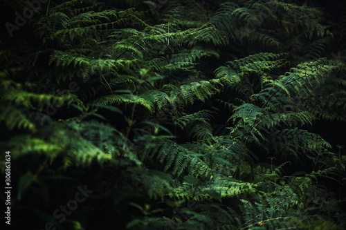 Beautiful ferns leaves gree...