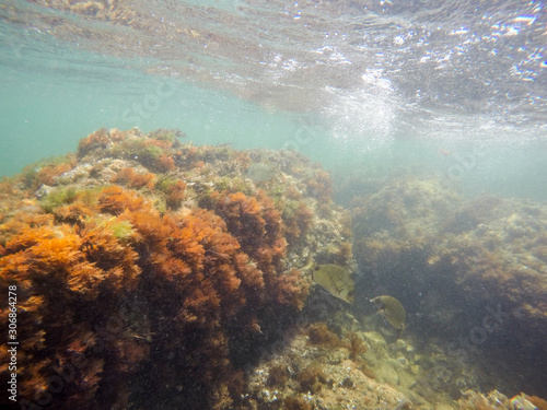 Mediterranean underwater seaweed Denia Alicante spain