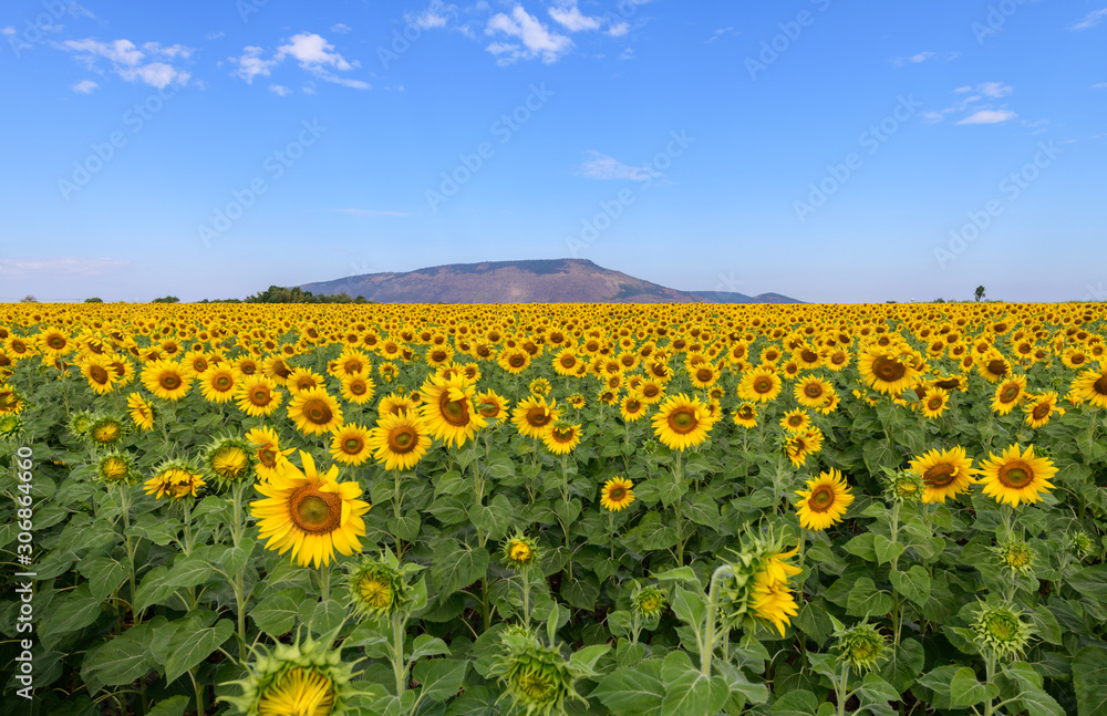 Beautiful sunflower field on summer with blue sky Beautiful sunflower field on summer with blue sky