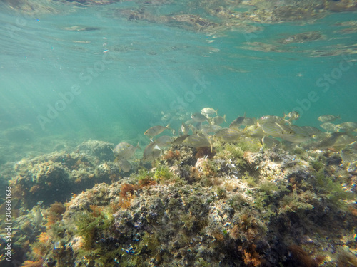 Sarpa salpa fishes in sea