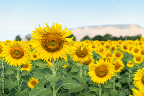 Beautiful sunflower field on summer at Lop buri . © kwanchaichaiudom