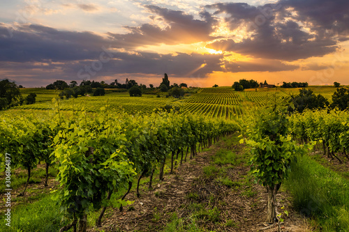 Beautiful vineyard at sunset. Travel around Tuscany, Italy