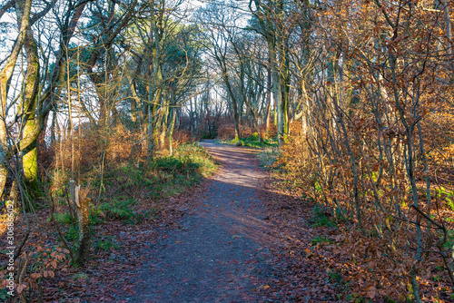 Frosty Forrest Footpaths that weave their way Through Ardgowan Estate in Scotland's Winter. photo