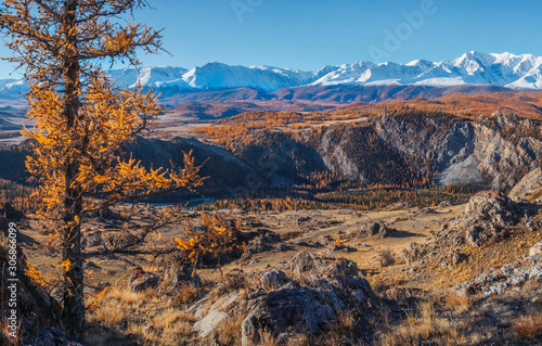 Autumn view, sunny day. Yellow tree on a background of mountain landscape. Snow-capped peaks and blue sky.