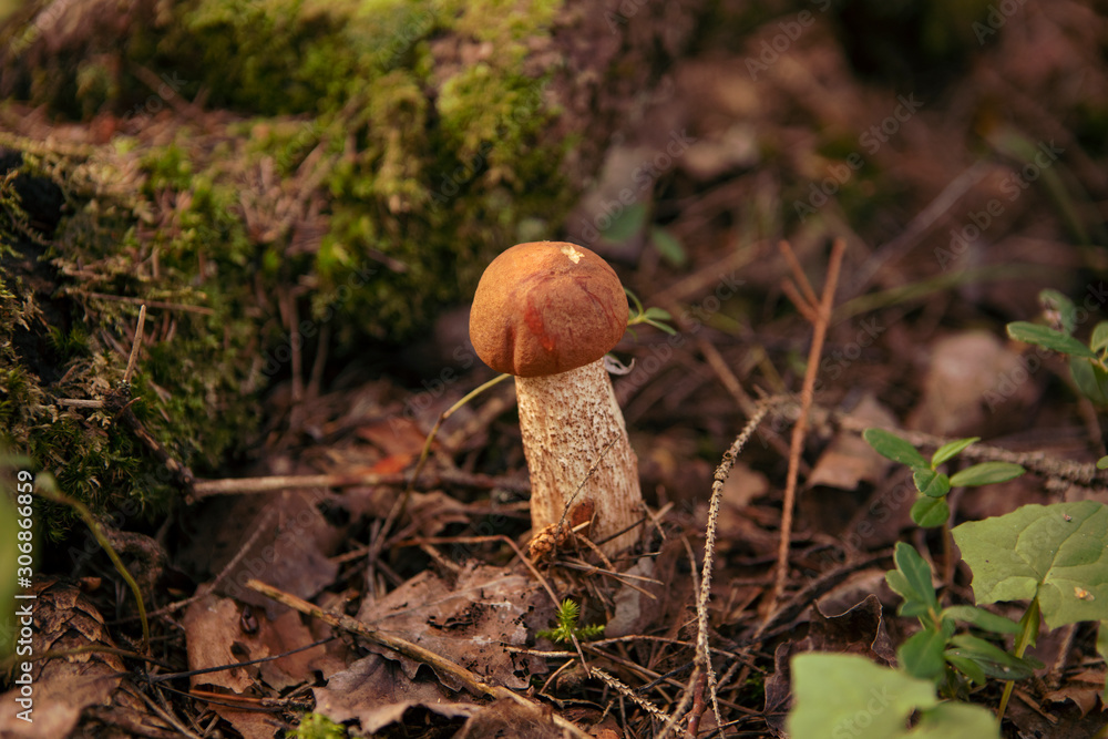 Small orange cap bolete close-up growing in wood. Edible Leccinum mushroom. Norway Small orange cap bolete close-up growing in wood. Edible Leccinum mushroom. Norway