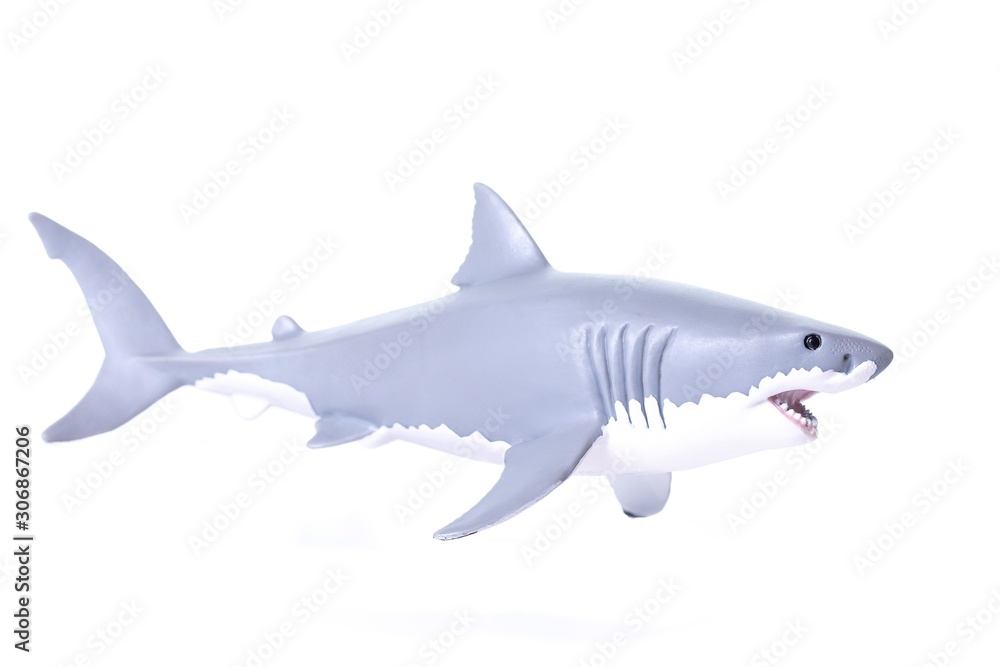 Obraz premium Closeup of white and dark gray shark with open mouth