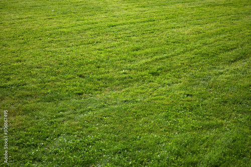 Plain grass background. Short cut fresh green lawn texture. 