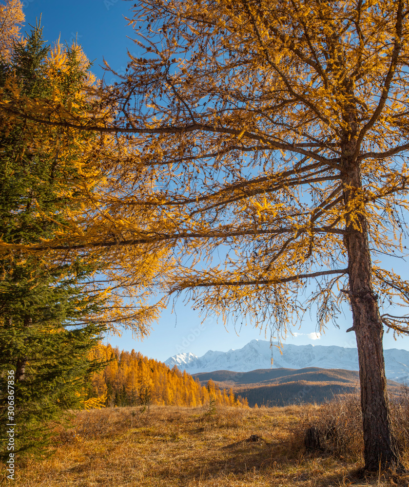 Fototapeta premium View through the branches of trees, autumn. Edge on the hillside, snow-capped peaks. Sunny morning, blue sky.