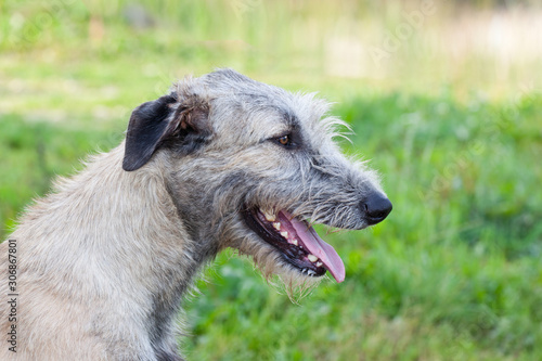 Dog breed irish wolfhound smiling portrait on nature