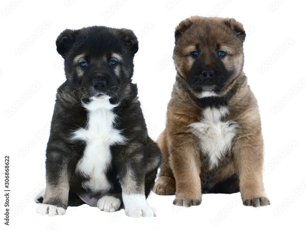 Two puppies of a Central asian shepherd dog sits isolated on white background