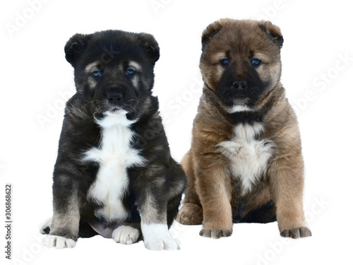 Two puppies of a Central asian shepherd dog sits isolated on  white background