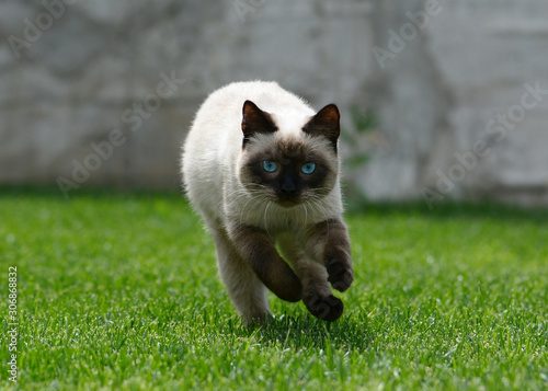 Obraz na płótnie Beautiful Thai or siamese cat runs on green grass w salonie