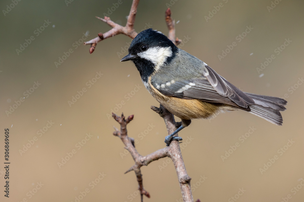 Fototapeta premium Coal Tit (Periparus ater) on a tree branch