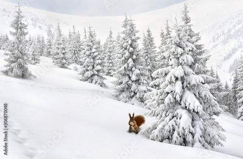 Winter landscape of mountains with of fir tree forest in snow with path during snowfall with squirrel near spruce. Carpathian mountains
