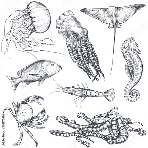 Vector collection of hand drawn ocean and sea animals in sketch style isolated on white.