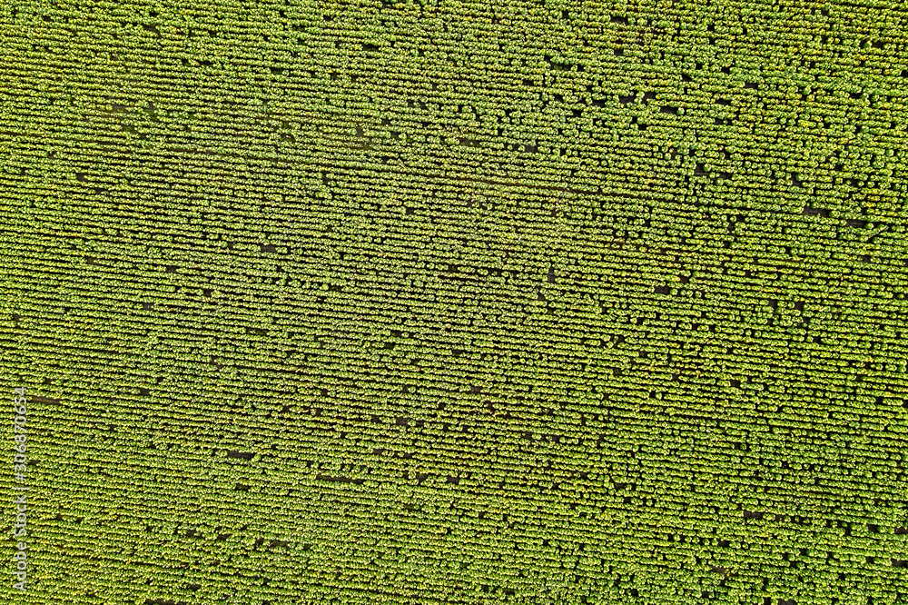 Top view from drone of a young sunflower field in the summer. Natural background. Top view from drone of a young sunflower field in the summer. Natural background.