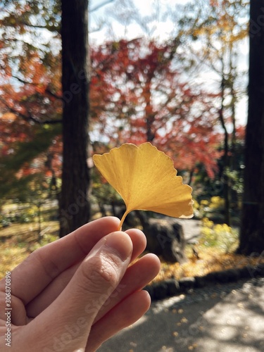 Close up of a female hand holding yellow leaf shape like a fan with blurred background of autumn forest and blue sky.