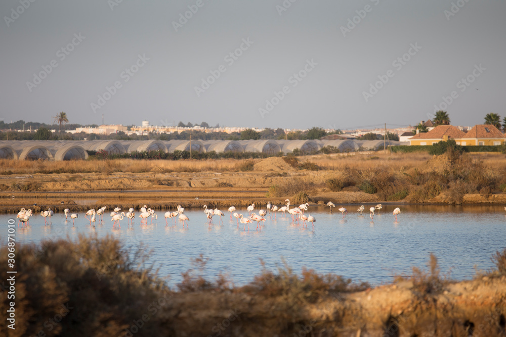 Flamingos in the salt lagoons from Gilao river in Tavira Algarve Portugal Flamingos in the salt lagoons from Gilao river in Tavira Algarve Portugal