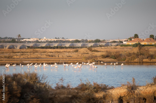 Flamingos in the salt lagoons from Gilao river in Tavira Algarve Portugal