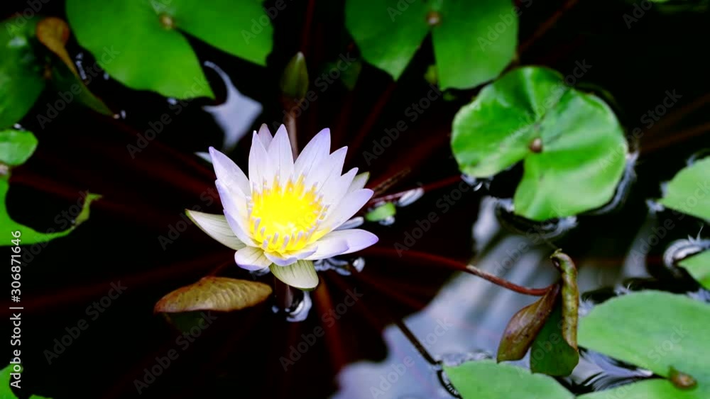 Time Lapse - White lotus flower in the pond - Panning effect Time Lapse - White lotus flower in the pond - Panning effect