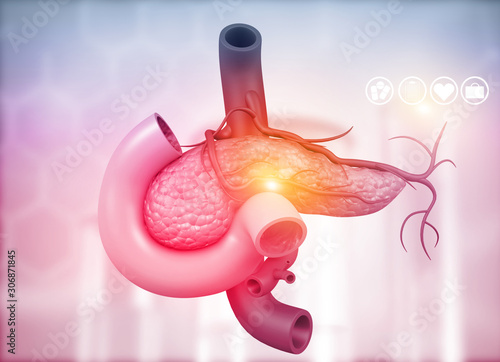 Anatomy of pancreas. 3d illustration photo