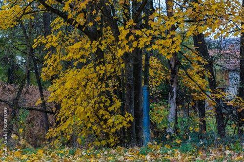 Pilier bleu, automne, nature, Auvergne