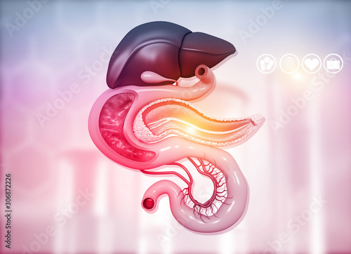 Anantomy of Liver  stomach  pancreas  gallbladder and spleen on medical background. 3d illustration. photo