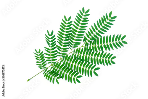 green leave isolated on a white background