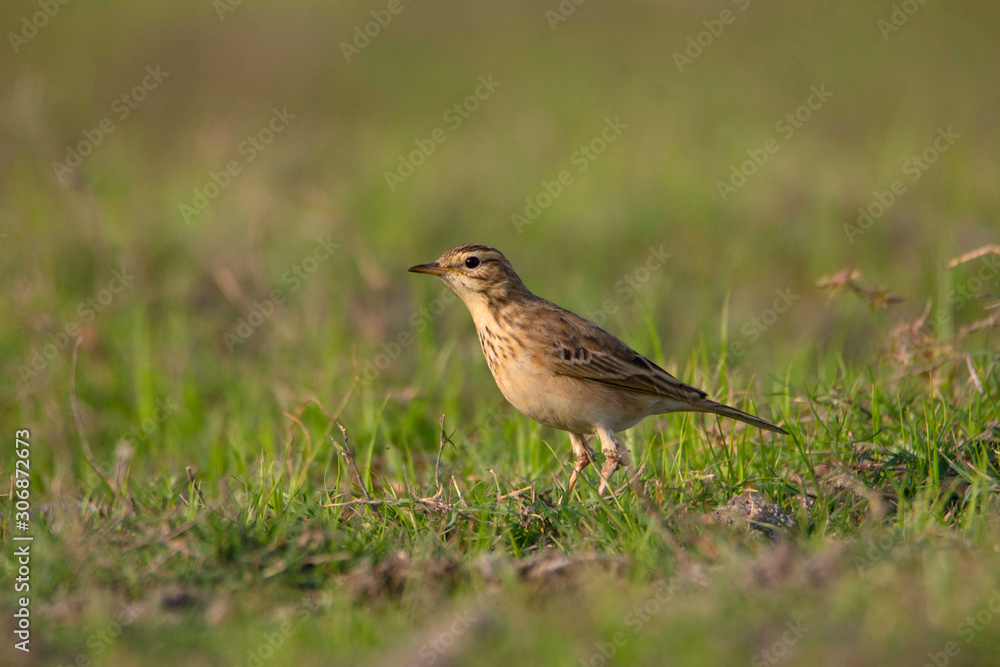 Paddy field pipit or Oriental pipit, Anthus rufulus, India Paddy field pipit or Oriental pipit, Anthus rufulus, India