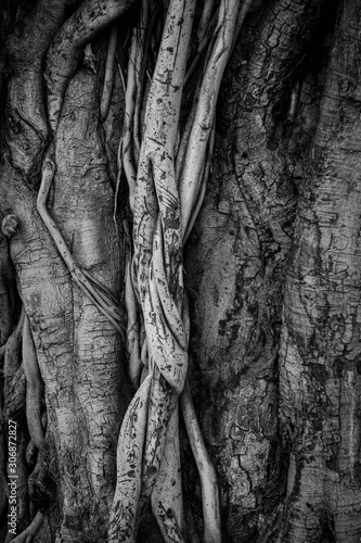 The roots and stems of the banyan tree are densely packed, looking cluttered as the surface of the wood, photographing black and white..