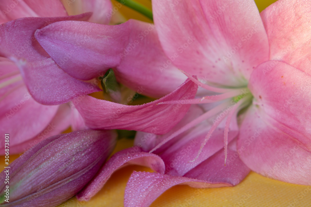  pink lilies on a yellow and white background