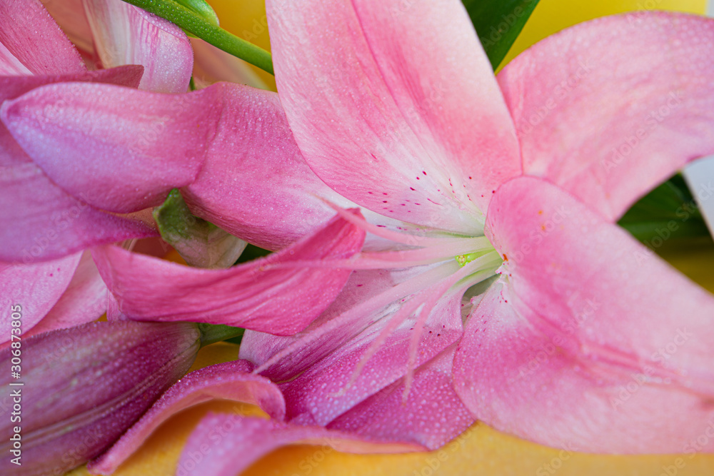  pink lilies on a yellow and white background