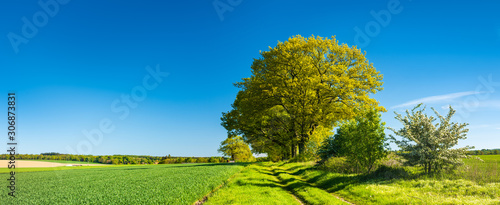 Tree lined Farm Track through Green Fields under blue sky in spring