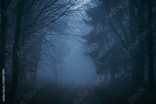Nebel Wald 