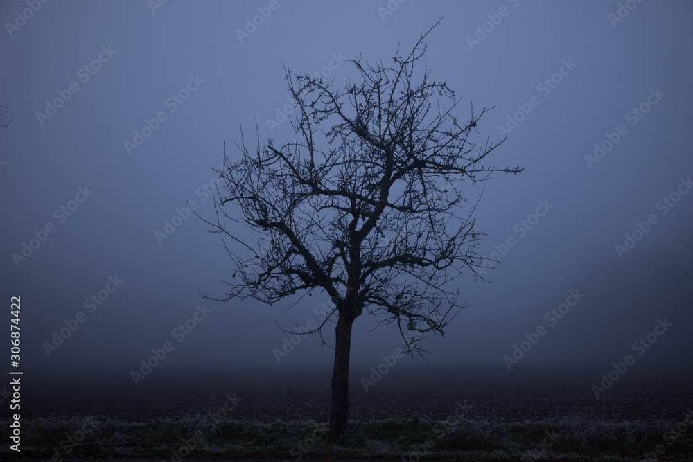 Nebel Wald Nebel Wald