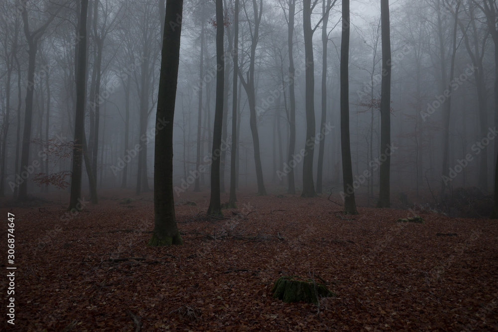 Obraz premium Nebel Wald 