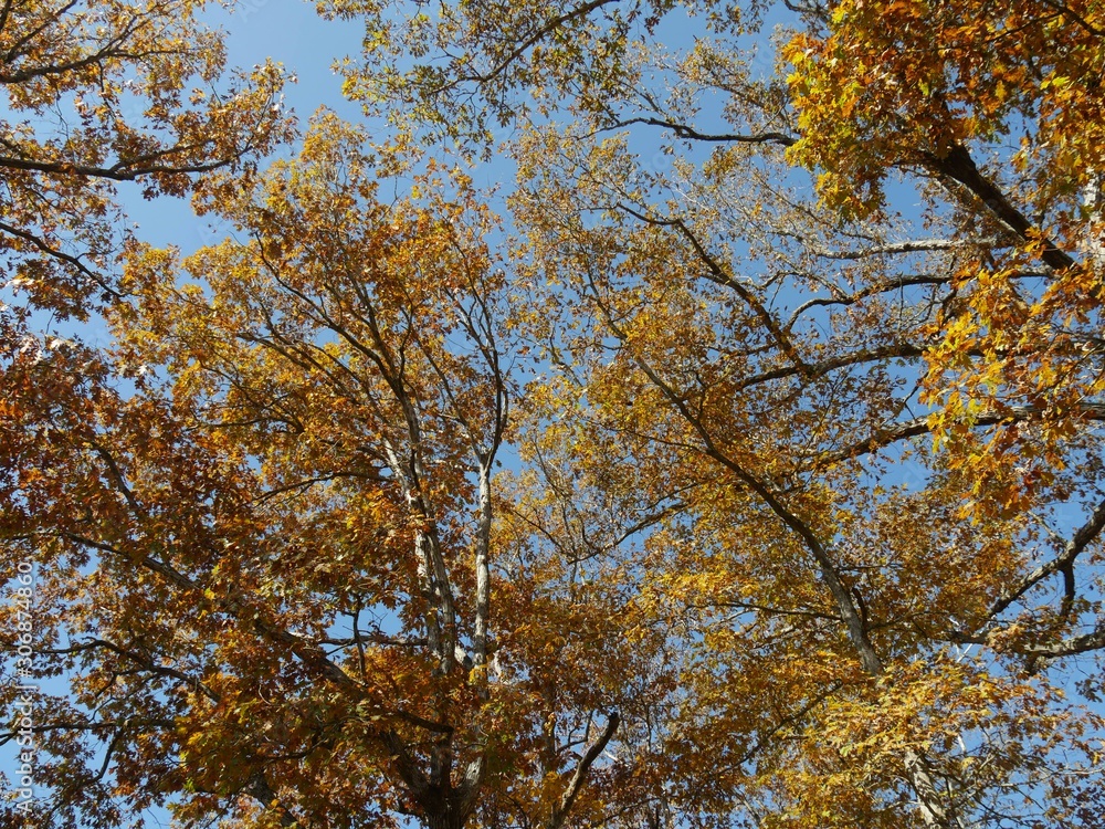 Medium close upward shot of colorful leaves of trees in autumn Medium close upward shot of colorful leaves of trees in autumn